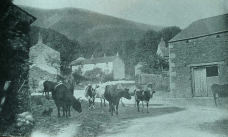 Village W Cows In Road