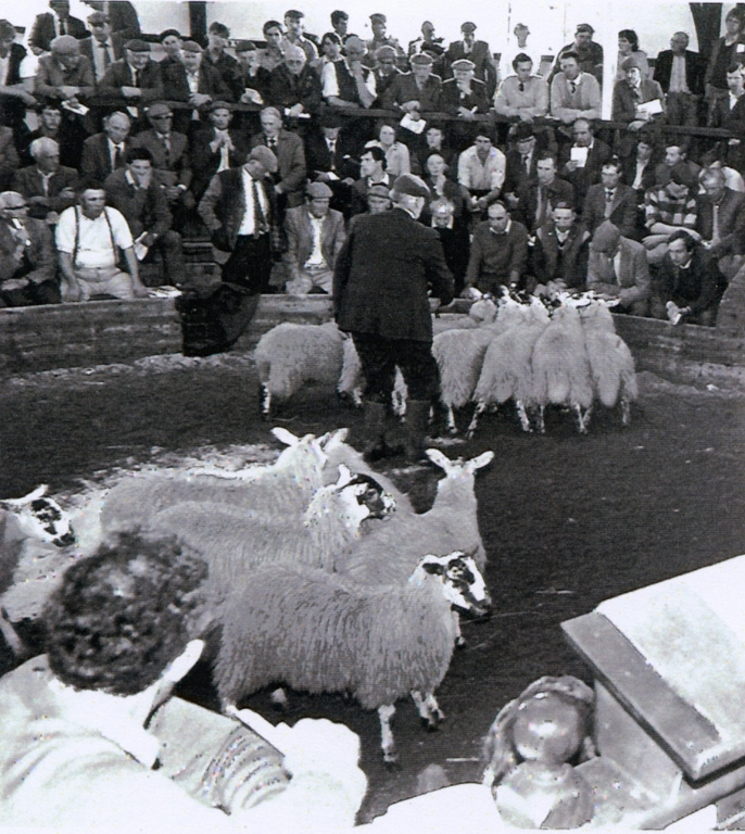 Auction Mart Sheep Being Auctioned 1985