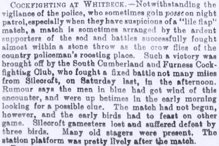 Cockfighting At Whitbeck Article
