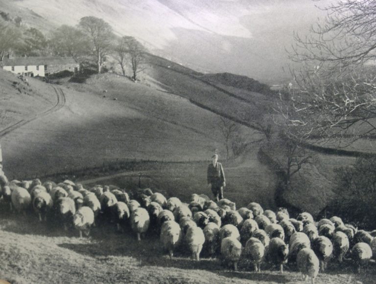 Sheep Flock W Fells