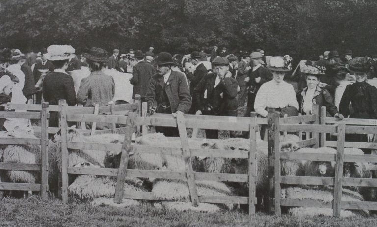 Sheep Penned In At Agricultural Show 1908